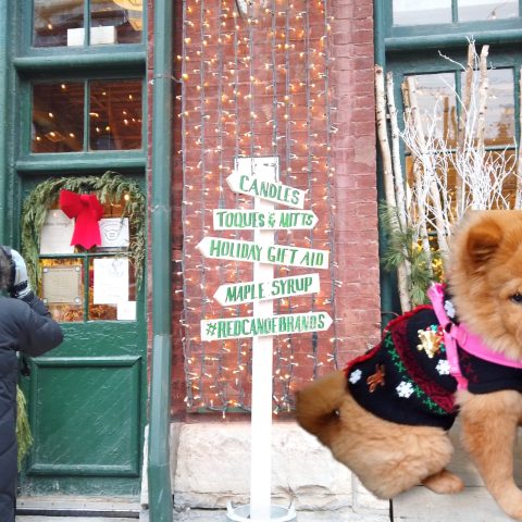 LLL Daily Vlog #84 Xmas adventure success